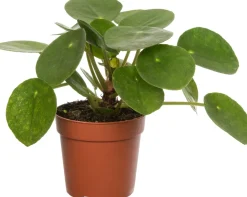Clearance Ufopflanze (Pilea peperomoides) D 12 cm H 20 cm Kleine Zimmerpflanzen|Luftreinigende Pflanzen