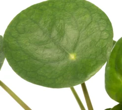 Clearance Ufopflanze (Pilea peperomoides) D 12 cm H 20 cm Kleine Zimmerpflanzen|Luftreinigende Pflanzen