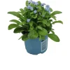 Vergissmeinnicht (Myosotis sylvestris 'Mon Amie') blauw D 10,5 H 25 cm Winterharte Pflanzen|Einjährige Pflanzen