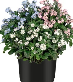 Clearance Vergissmeinnicht (Myosotis) D 13 H 15 cm Blühende Pflanzen|Einjährige Pflanzen
