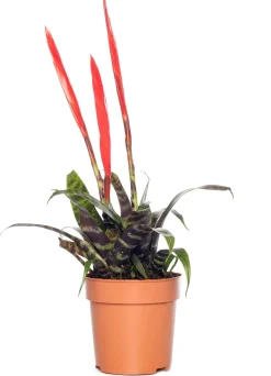 New Vriesea (Vriesea 'Era Triplo') D 12 cm H 45 cm Für Sonne|Blühende Zimmerpflanzen