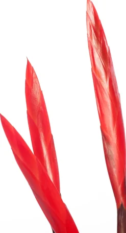 New Vriesea (Vriesea 'Era Triplo') D 12 cm H 45 cm Für Sonne|Blühende Zimmerpflanzen