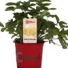 Discount Walderdbeere (Fragaria vesca 'Yellow Wonder') D 12 H 25 cm Obst, Gemüse & Kräuter|Obstpflanzen