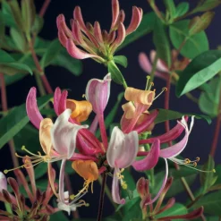 Hot Waldgeißblatt (Lonicera periclymenum 'Serotina') D 23 H 210 cm Blühende Pflanzen|Kletterpflanzen