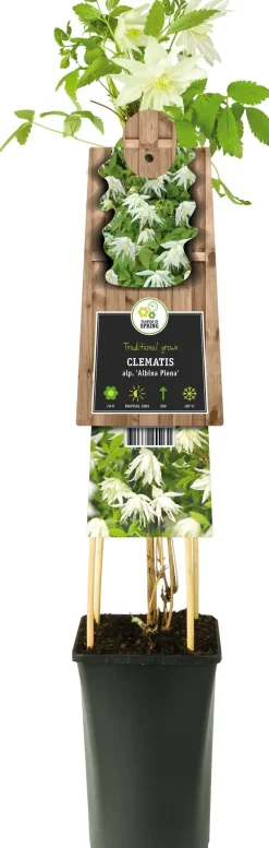 Online Waldrebe (Clematis alpina 'Albina Plena') D 17 H 75 cm Blühende Pflanzen|Kletterpflanzen