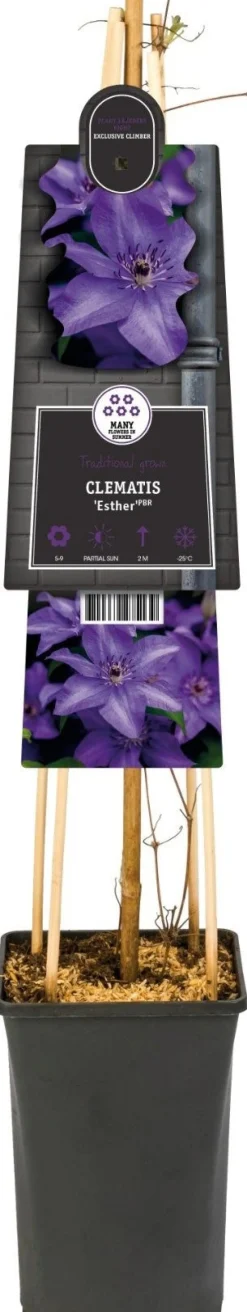 Best Waldrebe (Clematis 'Esther') D 17 H 75 cm Blühende Pflanzen|Kletterpflanzen