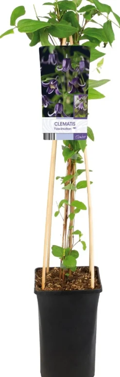 Online Waldrebe (Clematis 'Fascination') D 17 H 75 cm Kletterpflanzen|Winterharte Pflanzen