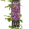 Clearance Waldrebe (Clematis 'Jackmanii Purpurea') D 23 H 210 cm Blühende Pflanzen|Kletterpflanzen