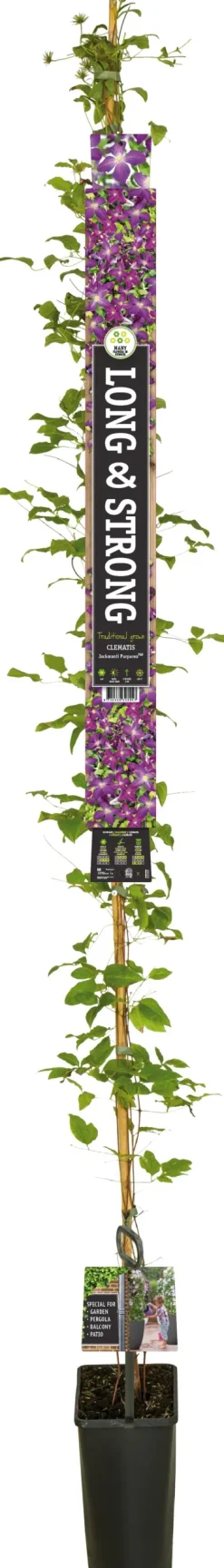 Clearance Waldrebe (Clematis 'Jackmanii Purpurea') D 23 H 210 cm Blühende Pflanzen|Kletterpflanzen