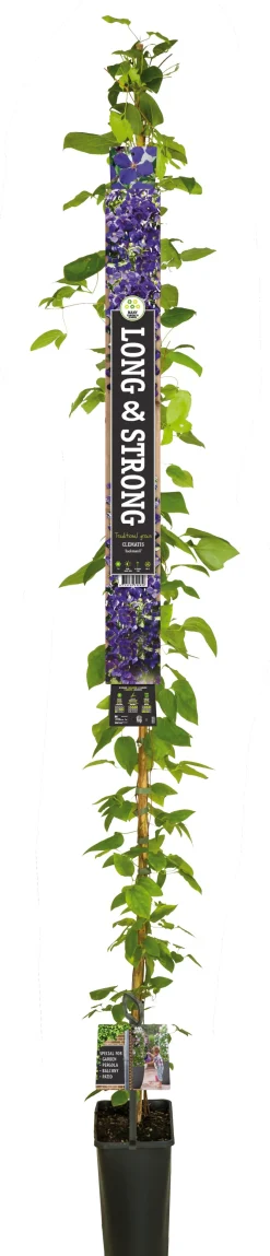 Waldrebe (Clematis 'Jackmanii') D 23 H 210 cm Blühende Pflanzen|Kletterpflanzen