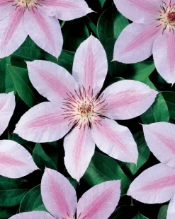 Waldrebe (Clematis 'John Paul II') D 16 H 75 cm Kletterpflanzen|Winterharte Pflanzen