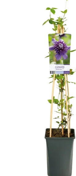 Waldrebe (Clematis 'Kokonoe') D 17 H 75 cm Blühende Pflanzen|Kletterpflanzen