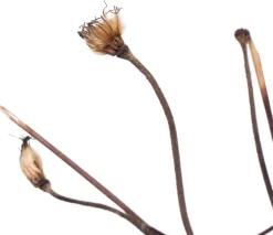 Online Waldrebe (Clematis 'Mrs. N. Thompson') D 16 H 75 cm Blühende Pflanzen|Kletterpflanzen