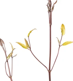 Clearance Waldrebe (Clematis 'Noora') D 16 H 75 cm Blühende Pflanzen|Kletterpflanzen