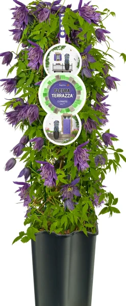 Sale Waldrebe (Clematis 'Octopus' PBR) D 16 H 75 cm Blühende Pflanzen|Kletterpflanzen