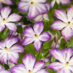 Sale Waldrebe (Clematis 'Pernille') D 23 H 210 cm Blühende Pflanzen|Kletterpflanzen