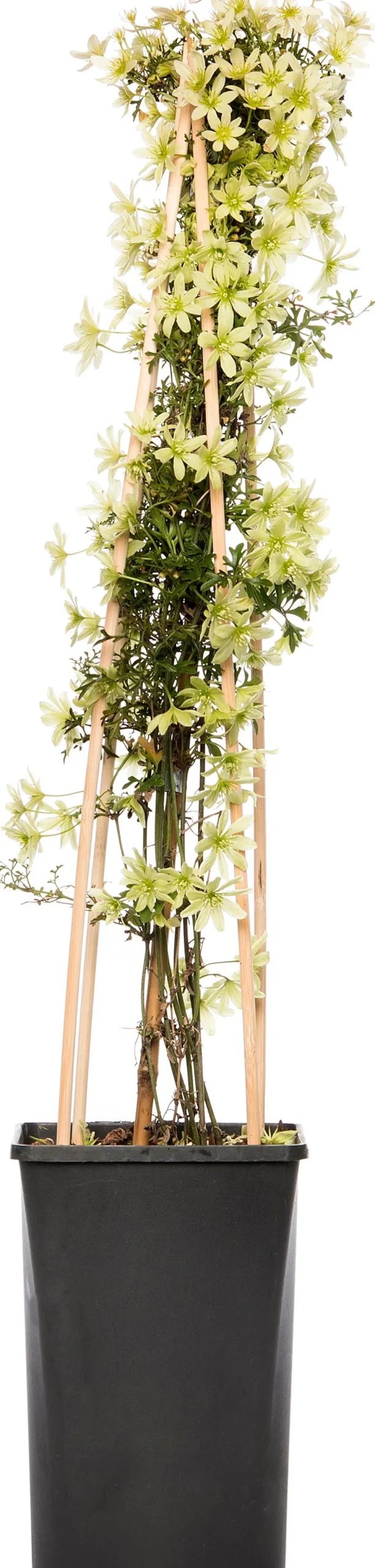 Online Waldrebe (Clematis 'Pixie') D 16 H 75 cm Blühende Pflanzen|Immergrüne Pflanzen