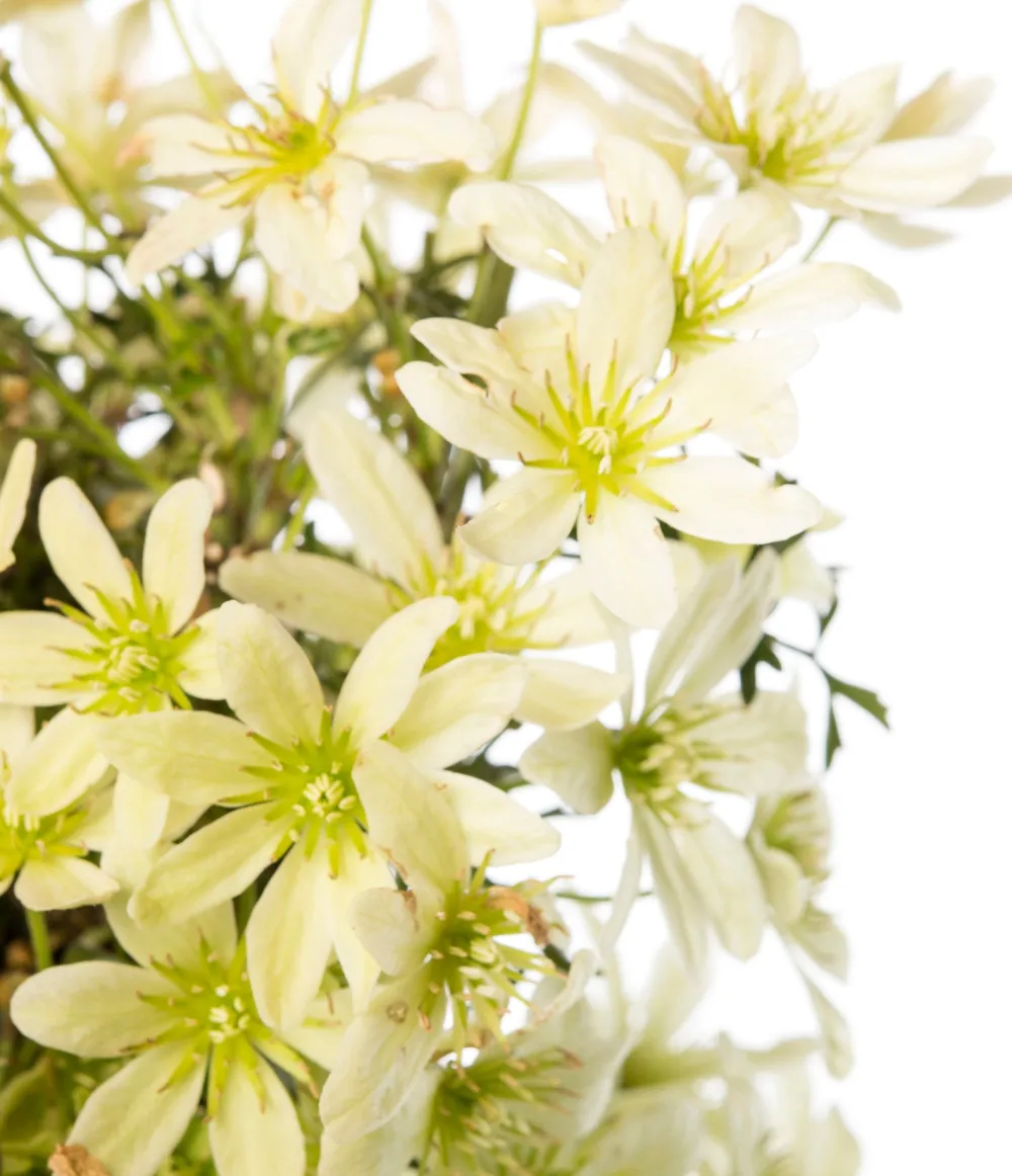 Online Waldrebe (Clematis 'Pixie') D 16 H 75 cm Blühende Pflanzen|Immergrüne Pflanzen