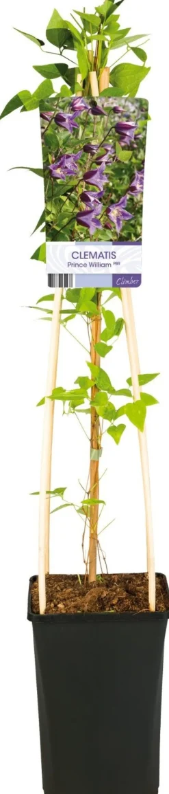 New Waldrebe (Clematis 'Prince William') D 17 H 75 cm Blühende Pflanzen|Kletterpflanzen