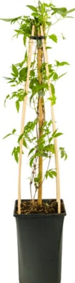 Best Waldrebe (Clematis 'Spiky') D 23 H 210 cm Blühende Pflanzen|Kletterpflanzen