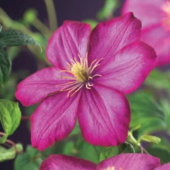 Outlet Waldrebe (Clematis 'Ville de Lyon') D 23 H 210 cm Blühende Pflanzen|Kletterpflanzen