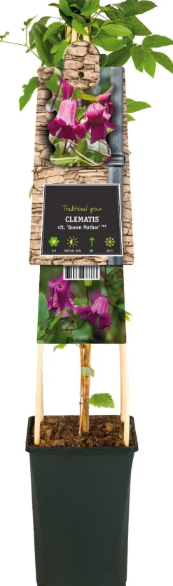 Discount Waldrebe (Clematis vitalba 'Queen Mother') D 17 H 75 cm Blühende Pflanzen|Kletterpflanzen