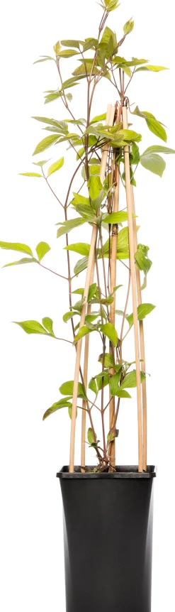 Waldrebe (Clematis vitalba 'Vitiwester') D 17 H 75 cm Blühende Pflanzen|Kletterpflanzen