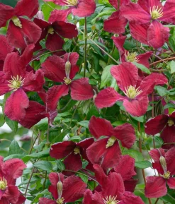Waldrebe (Clematis vitalba 'Vitiwester') D 17 H 75 cm Blühende Pflanzen|Kletterpflanzen