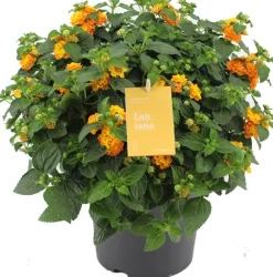 Wandelröschen (Lantana camara) D 19 H 45 cm Blühende Pflanzen|Einjährige Pflanzen