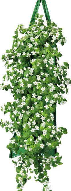 Online Wandhänger mit Begonie (Begonia) orange H 50 cm Blühende Pflanzen|Einjährige Pflanzen