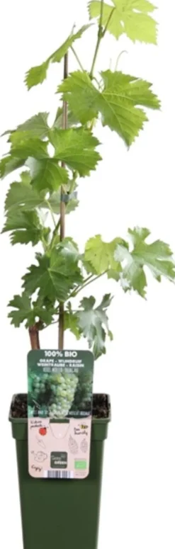 Clearance Weiße Weintraube (Vitis vinifera 'Müller-Thurgau') D 19 H 50 cm Obstbäume & -Sträucher|Obstbäume & -Sträucher