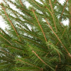 Online Weihnachtsbaum Fichte im Topf 150 - 175 cm Echte Weihnachtsbäume