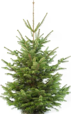 Clearance Weihnachtsbaum Nordmanntanne gesägt 160 - 200 cm Echte Weihnachtsbäume