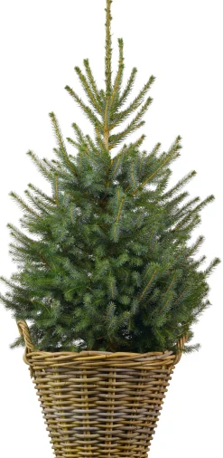 New Weihnachtsbaum Serbische Fichte im Korb D 29 H 80-100 cm Echte Weihnachtsbäume