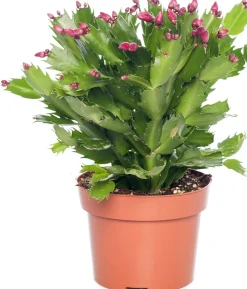 Hot Weihnachtskaktus (Schlumbergera) rot D 13 H 35 cm Für Sonne|Kakteen & Sukkulenten
