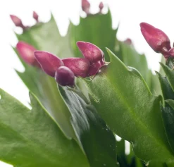 Hot Weihnachtskaktus (Schlumbergera) rot D 13 H 35 cm Für Sonne|Kakteen & Sukkulenten