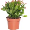 Weihnachtskaktus (Schlumbergera) rosa D 13 H 35 cm Kakteen & Sukkulenten|Weihnachtskaktus