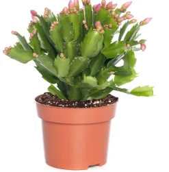 Weihnachtskaktus (Schlumbergera) rosa D 13 H 35 cm Kakteen & Sukkulenten|Weihnachtskaktus
