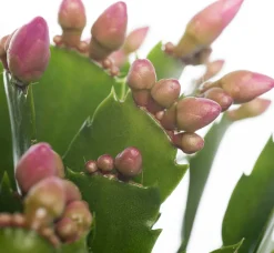 Weihnachtskaktus (Schlumbergera) rosa D 13 H 35 cm Kakteen & Sukkulenten|Weihnachtskaktus