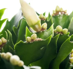 Hot Weihnachtskaktus (Schlumbergera) weiß D 13 H 35 cm Kakteen & Sukkulenten|Weihnachtskaktus