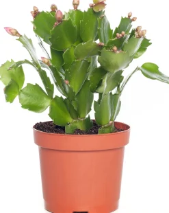 Weihnachtskatus (Schlumbergera) lila D 9 H 25 cm Kleine Zimmerpflanzen|Kakteen & Sukkulenten