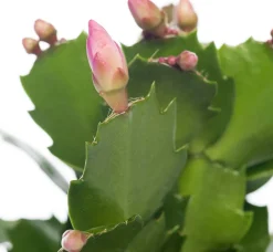 Weihnachtskatus (Schlumbergera) lila D 9 H 25 cm Kleine Zimmerpflanzen|Kakteen & Sukkulenten