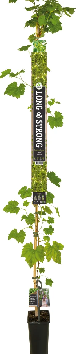 Clearance Weintraube weiß, kernlos (Vitis vinifera 'Millennium') D 23 H 210 cm Obstbäume & -Sträucher|Obstbäume & -Sträucher