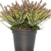 Outlet Winterheide (Erica darleyensis 'Darley's Dale') D 12 H 20 cm Blühende Pflanzen|Heide