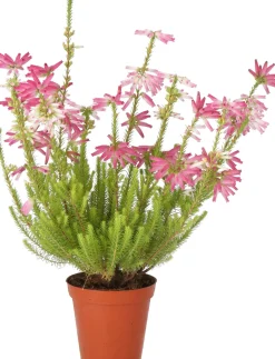 Discount Winterheide (Erica verticulata) D 12 H 25 cm Blühende Pflanzen|Immergrüne Pflanzen