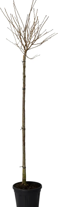 Clearance Winterkirsche (Prunus subhirtella 'Autumnalis') Kirschlorbeer