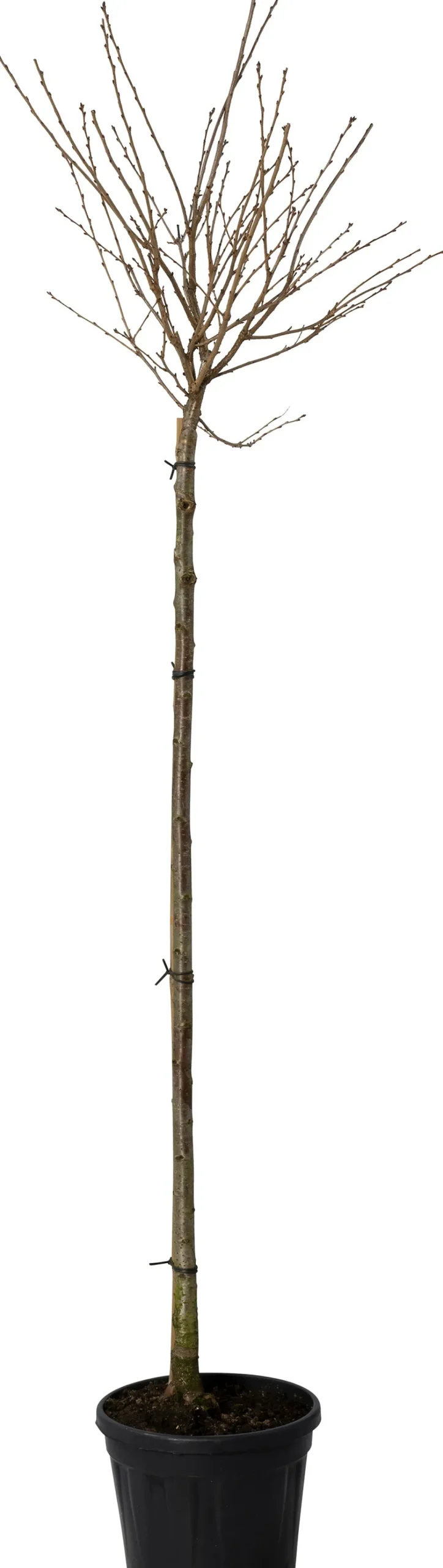 Clearance Winterkirsche (Prunus subhirtella 'Autumnalis') Kirschlorbeer