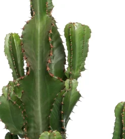 New Wolfsmilch (Euphorbia erytrea) D 27 H 135 cm Für Sonne|Kakteen & Sukkulenten