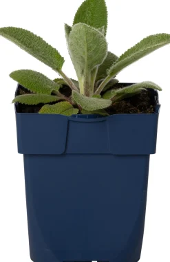 Clearance Woll-Ziest (Stachys byzantina 'Silver Carpet') D 11 H 30 cm Blühende Pflanzen|Immergrüne Pflanzen