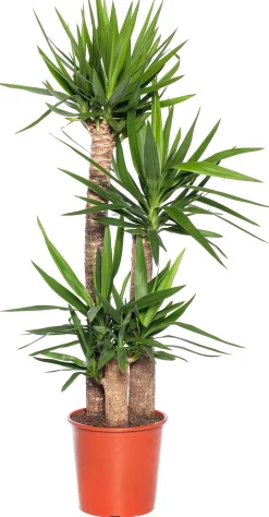 Discount Yucca Palme (Yucca elephantipes) D 27 cm H 130 cm Für Sonne|Luftreinigende Pflanzen